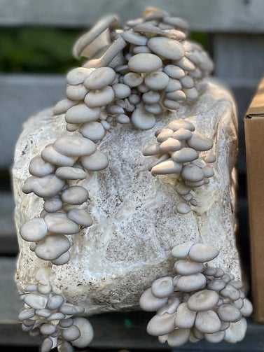 Blue Oyster Mushroom Grow Kit