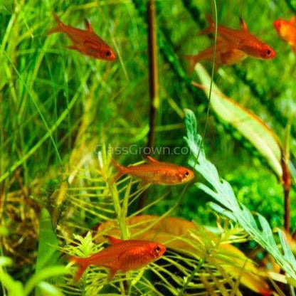 Fire Ember Tetras 6 Pack