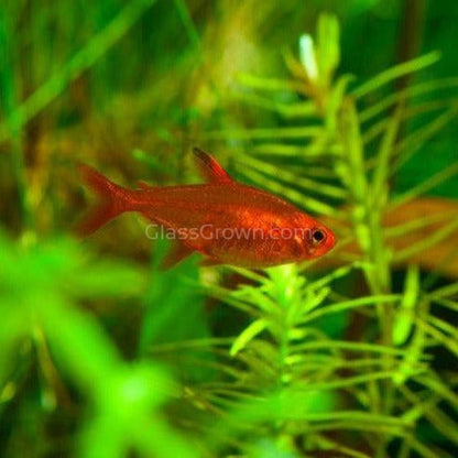 Fire Ember Tetras 6 Pack