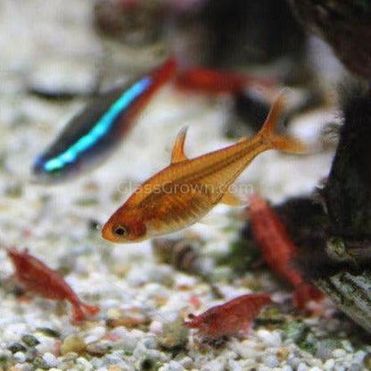 Fire Ember Tetras 6 Pack