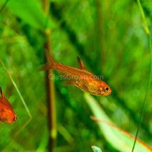 Fire Ember Tetras 6 Pack