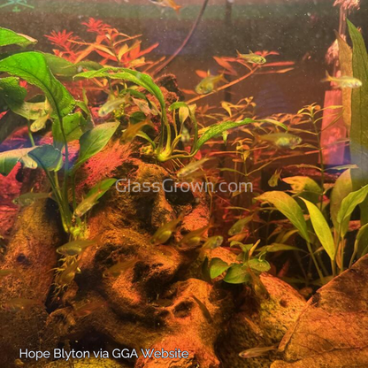 Fire Ember Tetras 6 Pack
