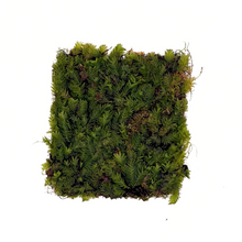Fissidens Nobilis