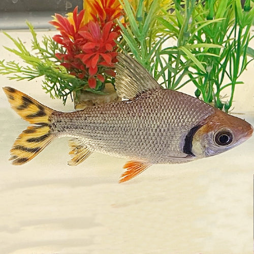 Flagtail Prochilodus