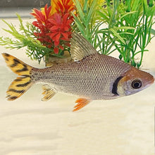 Flagtail Prochilodus