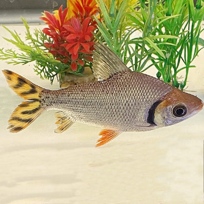Flagtail Prochilodus