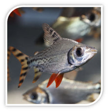 Flagtail Prochilodus