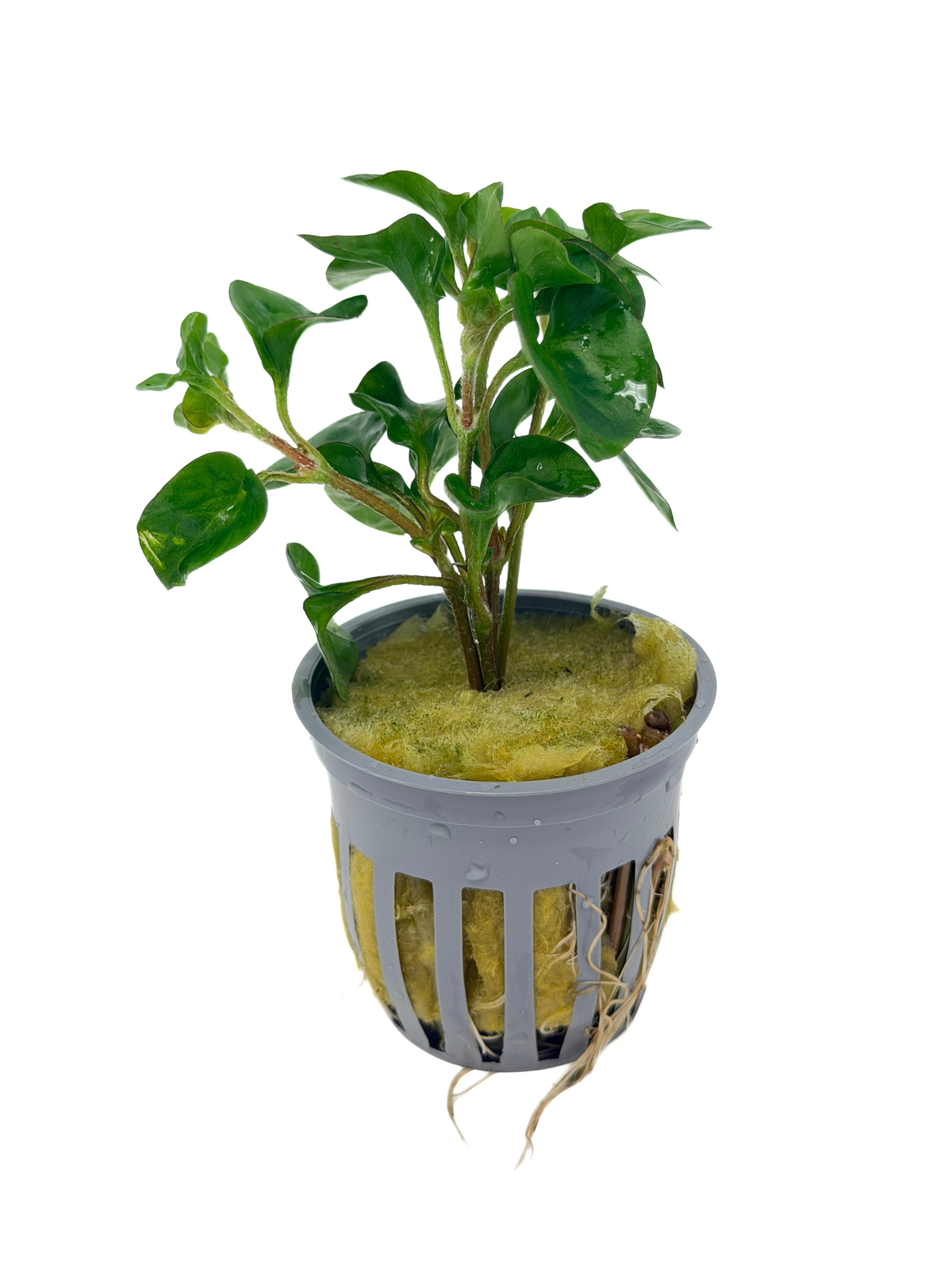 Florida Ruffle (Green Hedge)