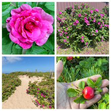 50 Pink BEACH ROSE aka Seaside or Sand Rose, Beach Tomato Rosa Rugosa Huge Red Hips Flower Seeds