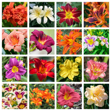 10 MIXED COLORS DAYLILY Hemerocallis Day Lily Fine Mix Red Purple Flower Seeds