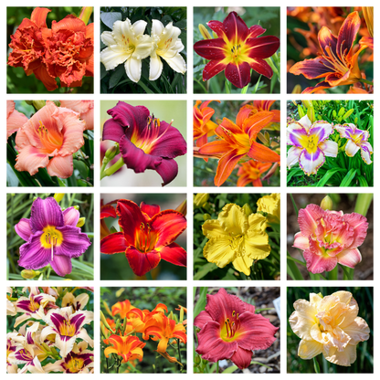 10 MIXED COLORS DAYLILY Hemerocallis Day Lily Fine Mix Red Purple Flower Seeds
