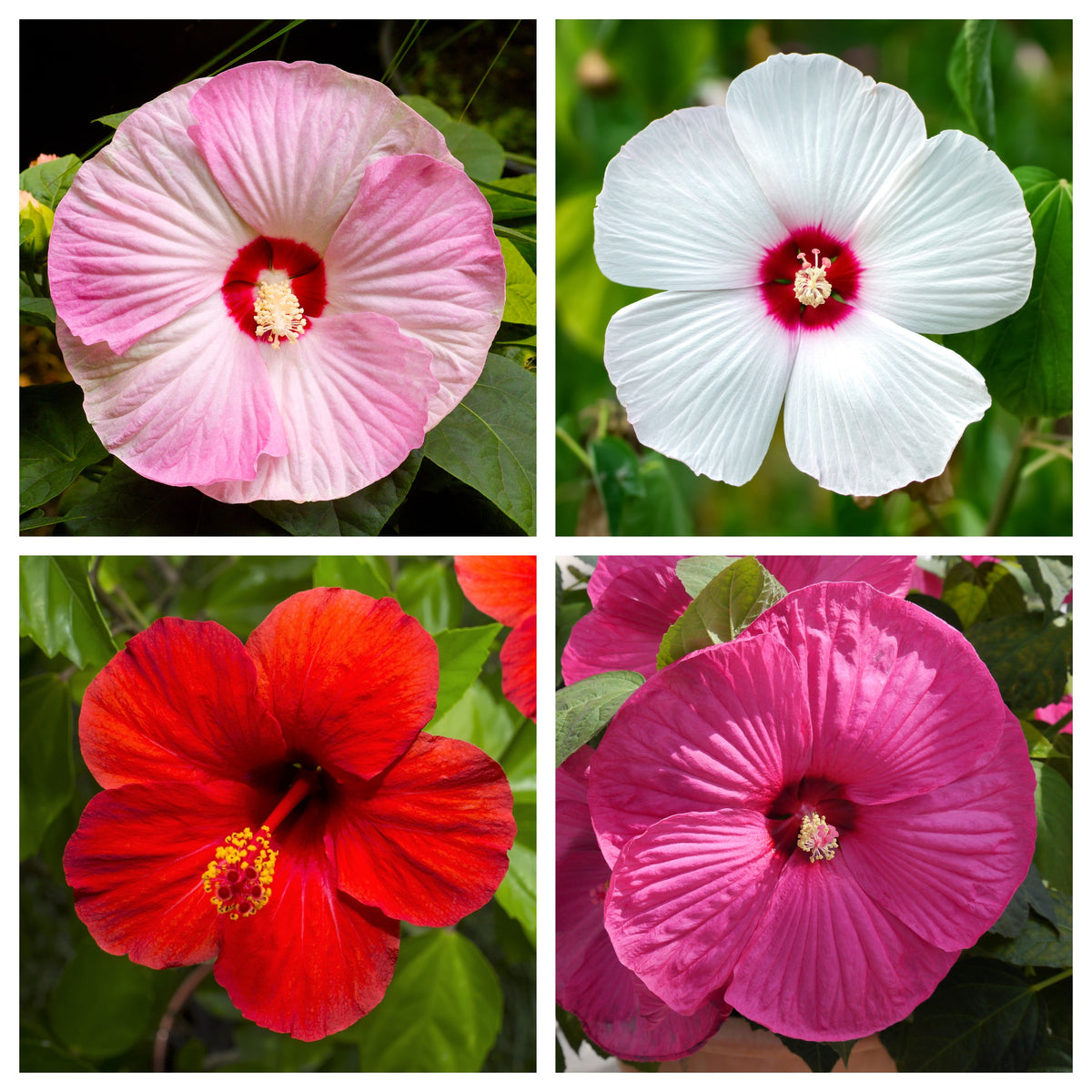 25 MIXED LUNA HIBISCUS Moscheutos Hardy Mixed Colors - Red, Hot Pink, Pink & White Swirl, and White Flower Seeds