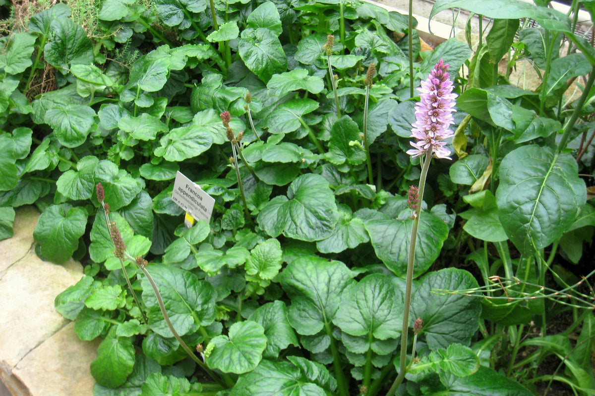 100 BRIDAL WREATH White & Pink Francoa Appendiculata Flower Seeds for Part Shade