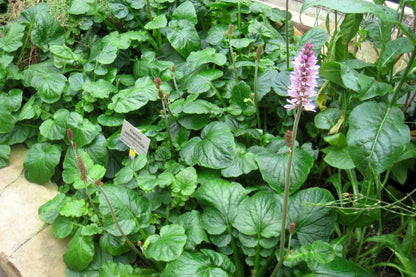 100 BRIDAL WREATH White & Pink Francoa Appendiculata Flower Seeds for Part Shade