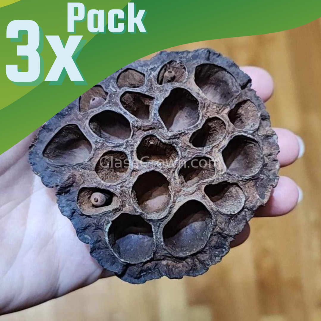 Dried Lotus Pods 3 Pack