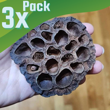 Dried Lotus Pods 3 Pack