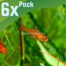 Fire Ember Tetras 6 Pack