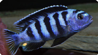 Chindongo saulosi Mbuna German Blood (Juveniles 2"+)
