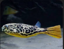 Mbu Puffer Fish (Tetraodon Mbu)