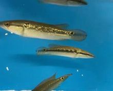 "Pike Jewel Fish" SMALL