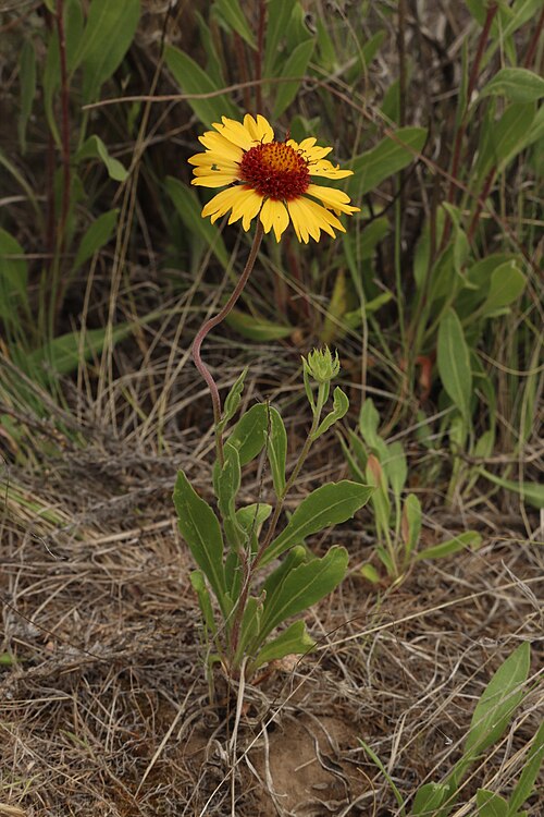 Gaillardia aristata Seeds – Meriwether Blanketflower Wildflower, 25 Non-GMO Perennial Seeds for Pollinator Gardens and Meadow Plant