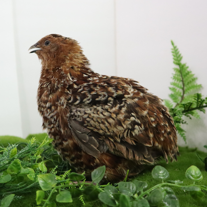 German Chocolate Pansy Quail Hatching Eggs