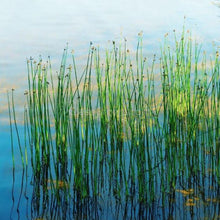 Giant Hairgrass