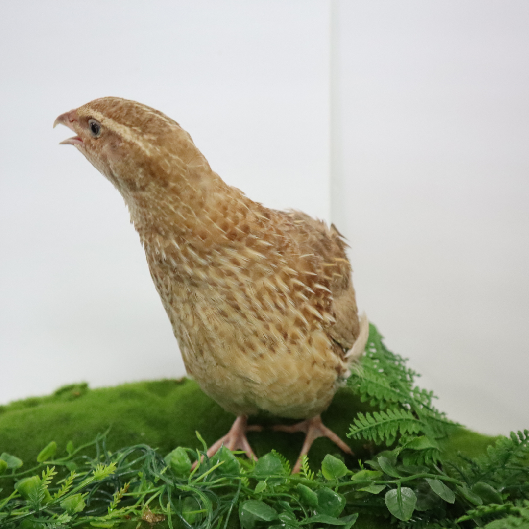 Ginger Coturnix Quail Hatching Eggs