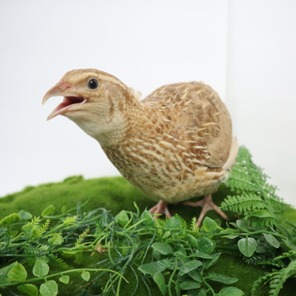 Ginger Coturnix Quail Hatching Eggs