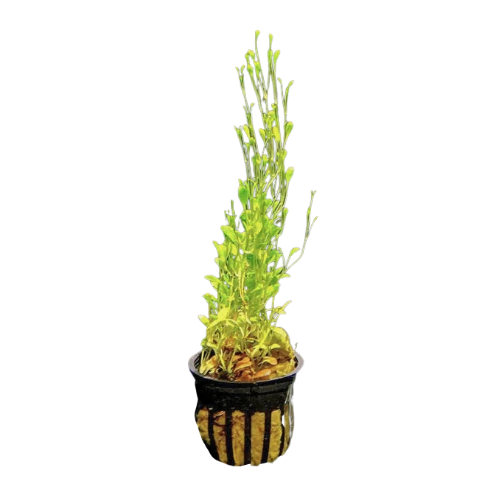 Glossostigma Elatinoides