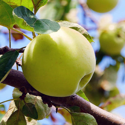 6 Golden Delicious Apple Tree Scions | Organic Unrooted Cuttings | Grafting Wood | Heirloom Non-GMO Malus domestica