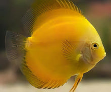 Golden Discus 4"+