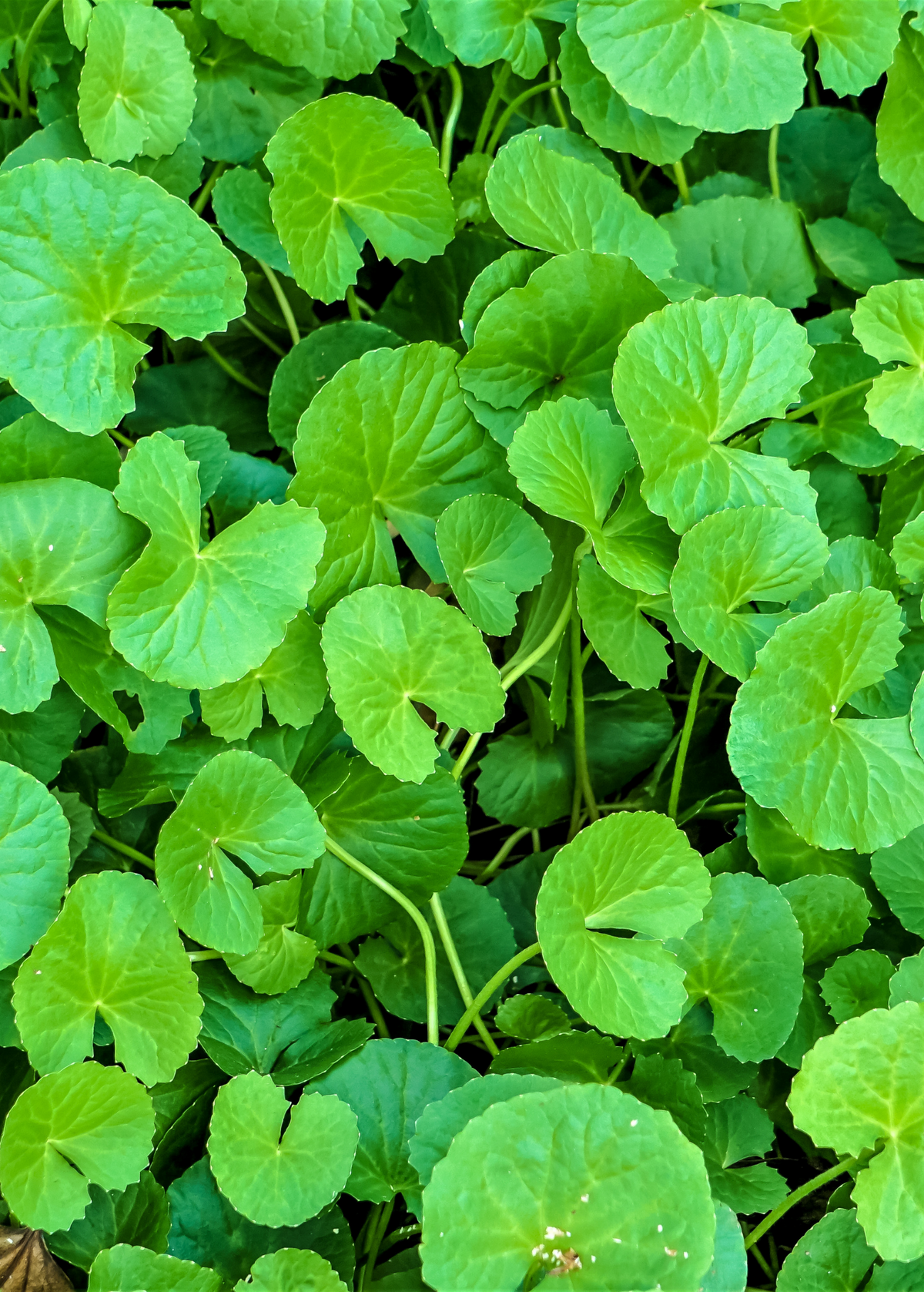 Gotu Kola Herb Plant, Groundcover, Medicinal, Centella asiatica, Herbal Supplement, Adaptogenic, Nootropic