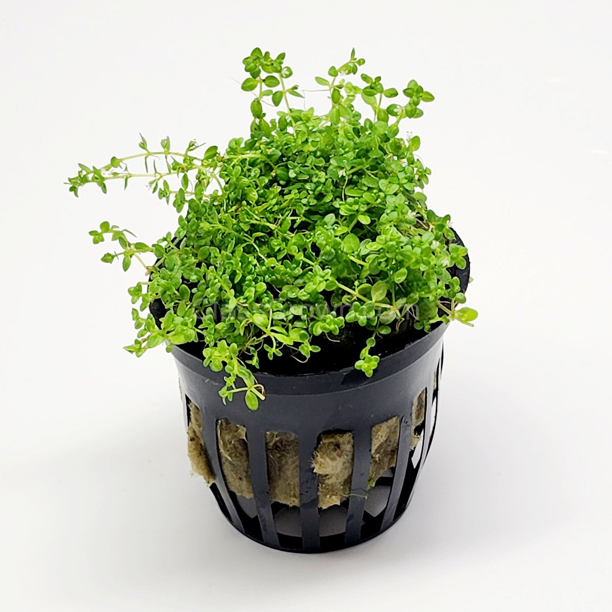 Dwarf Baby Tears (Hemianthus Callitrichoides)