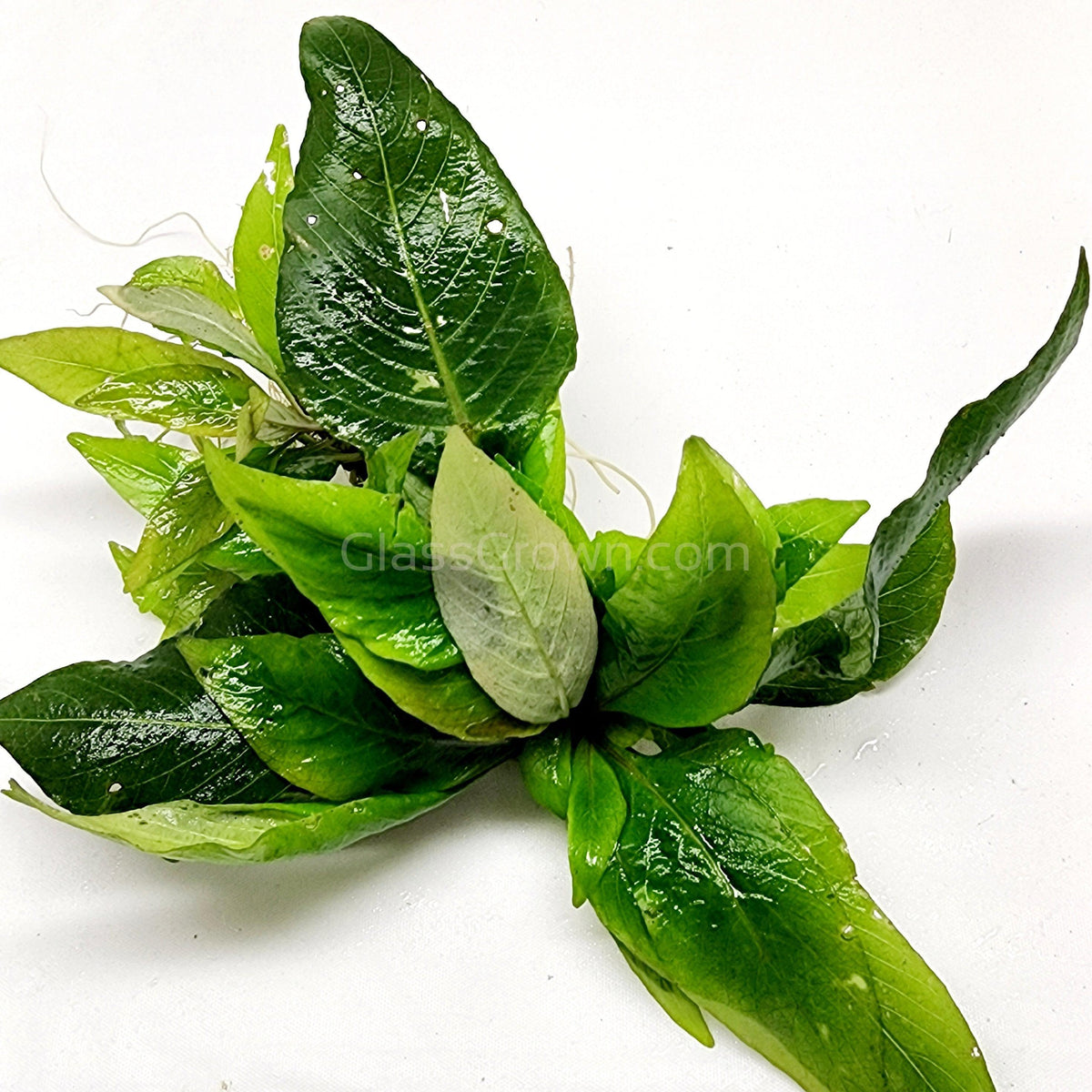 Hygro Corymbosa Compacta (Hygrophila Compacta)