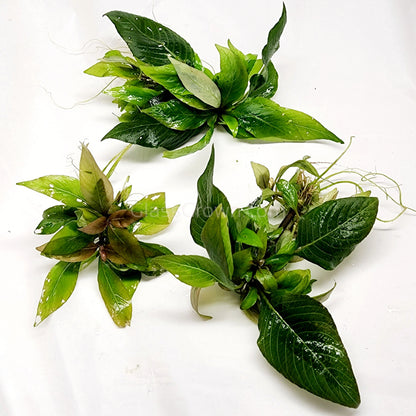 Hygro Corymbosa Compacta (Hygrophila Compacta)