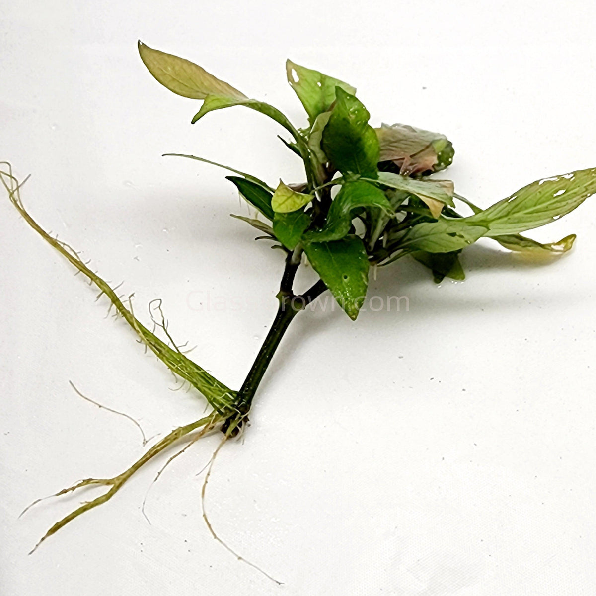 Hygro Corymbosa Compacta (Hygrophila Compacta)