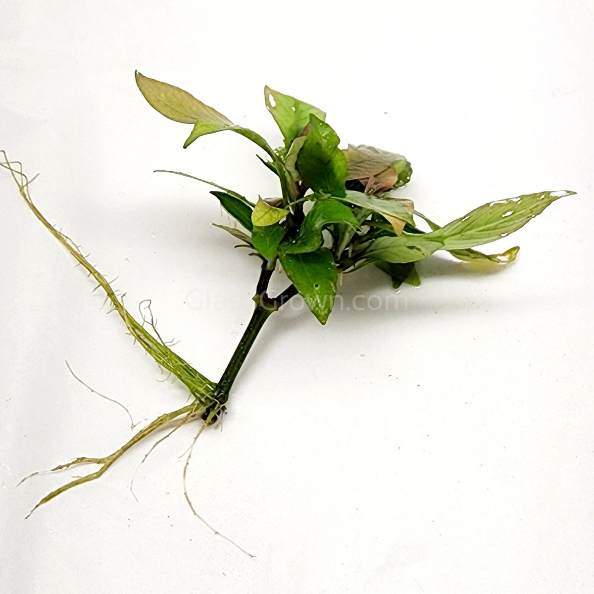 Hygro Corymbosa Compacta (Hygrophila Compacta)