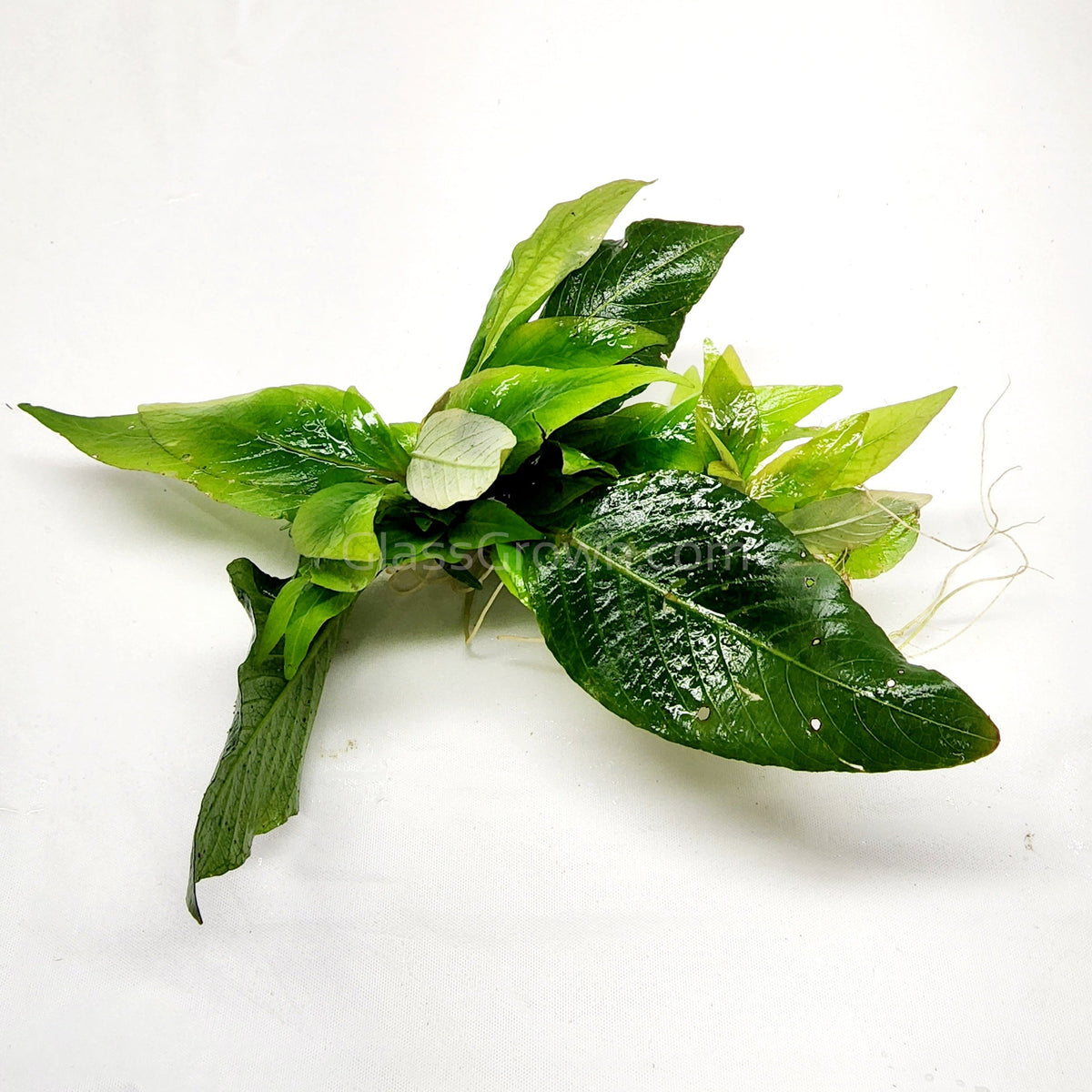 Hygro Corymbosa Compacta (Hygrophila Compacta)