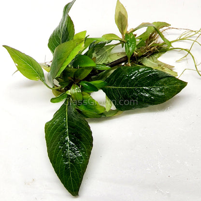 Hygro Corymbosa Compacta (Hygrophila Compacta)