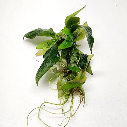 Hygro Corymbosa Compacta (Hygrophila Compacta)