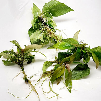 Hygro Corymbosa Compacta (Hygrophila Compacta)