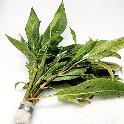 Bunch Temple Plant (Hygrophila Corymbosa)