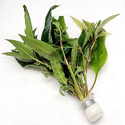 Bunch Temple Plant (Hygrophila Corymbosa)