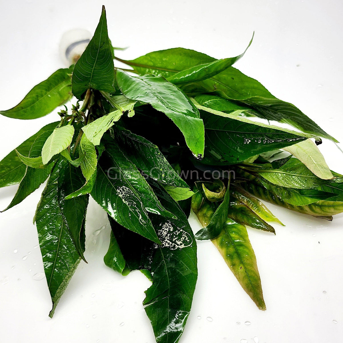 Bunch Temple Plant (Hygrophila Corymbosa)