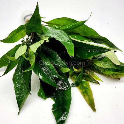 Bunch Temple Plant (Hygrophila Corymbosa)