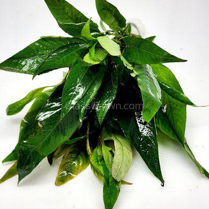 Bunch Temple Plant (Hygrophila Corymbosa)