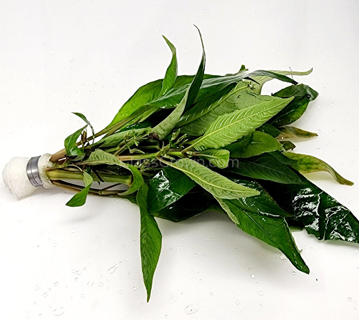 Bunch Temple Plant (Hygrophila Corymbosa)