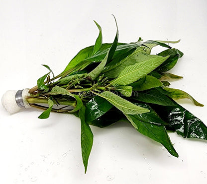 Bunch Temple Plant (Hygrophila Corymbosa)