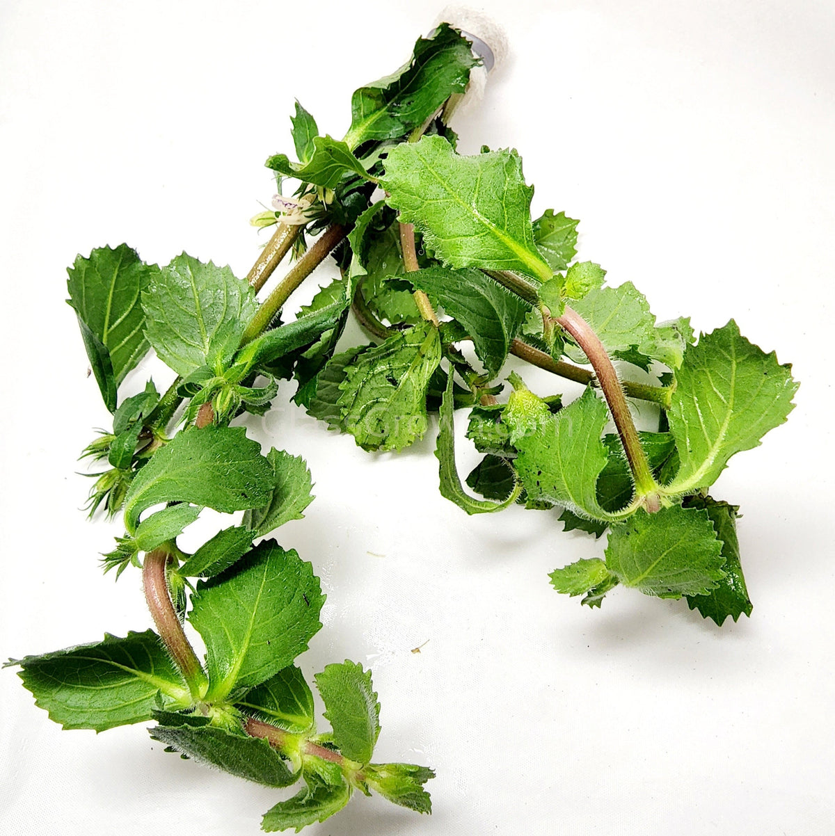 Water Wisteria (Hygrophila Difformis)